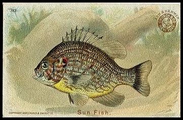 30 Sun Fish